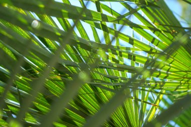 Playa de Formentor Cala Pi de la Posada, Cap Formentor 'da güzel plaj, Palma Mallorca, İspanya
