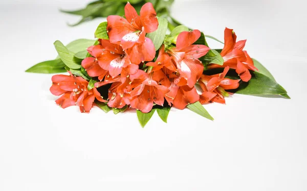 Virágok-liliom színe az évben 2019 Pantone - él korall. Livingcoral. Romantikus csokor, Valentin-nap vacsora ünnepe esküvői fehér háttér. tónusú. közelről, copyspace. — Stock Fotó
