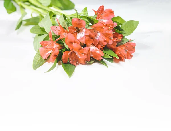 Flores lirio en color del año 2019 Pantone - Living Coral. Viviendo en coral. Ramo romántico para la cena de San Valentín boda celebración sobre fondo blanco. tonificado. primer plano, copyspace . — Foto de Stock