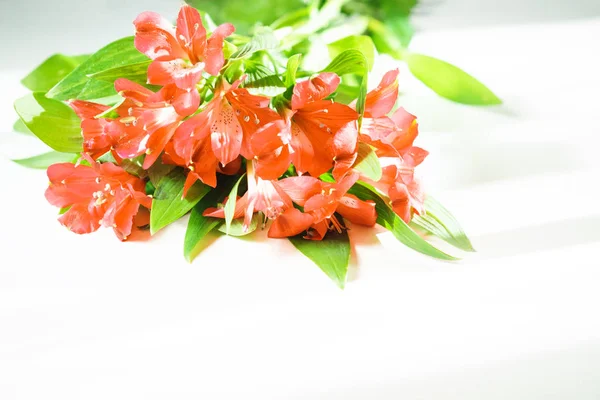 Lily kwiaty w kolorze roku 2019 Pantone - Living Coral. Livingcoral. Romantyczne bukiet na ślub Walentynki obiad celebracja na białym tle. stonowanych. zbliżenie, lato. — Zdjęcie stockowe
