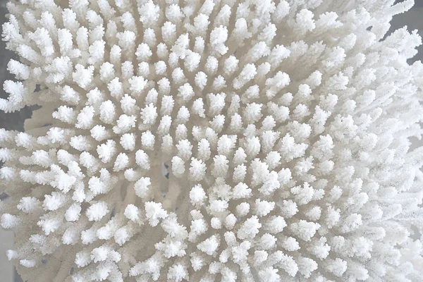 White coral texture macro photo. Dry sea coral structure closeup. coral as symbol of color of the year 2019 - Living Coral. Main trend natural and authentic concept, macro, top view, flat lay.