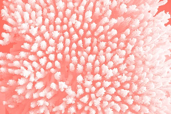 White coral texture macro photo. Dry sea coral structure closeup. coral as symbol of color of the year 2019 - Living Coral. Main trend natural and authentic concept, macro, top view, flat lay.