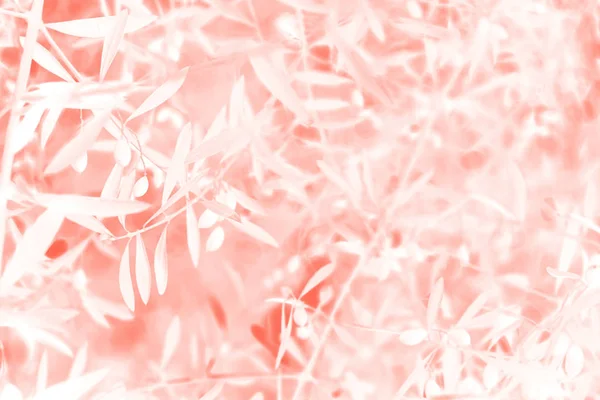 Fondo corallo fatto di foglie fresche. Colore dell'anno 2019. Macro foto di texture naturale. concetto di tendenza. Umore naturale e autentico . — Foto Stock