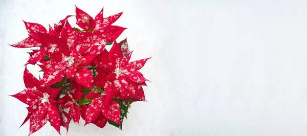 Flor de Navidad Poinsettia: pétalos rojos y copos de nieve cayendo sobre fondo blanco de nieve. Feliz Navidad y Feliz Año Nuevo concepto — Foto de Stock