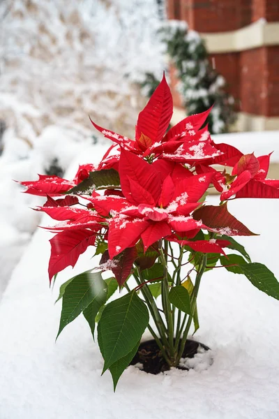 Boże Narodzenie Poinsettia czerwone płatki z płatki śniegu spadające na tle białego śniegu. Koncepcja Wesołych Świąt i szczęśliwego nowego roku. Granica kwiatowy — Zdjęcie stockowe