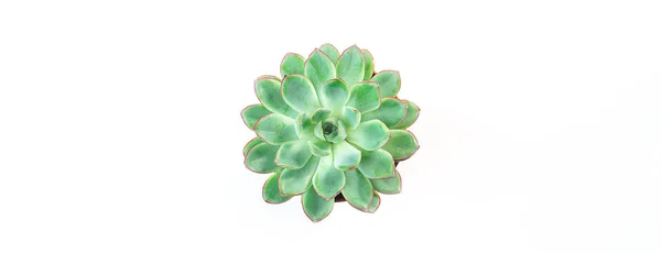 Beautiful green succulent isolated on white background. Flat lay, top view. Concept of gift for Valentines day, birthday, 8 March. — Stock Photo, Image