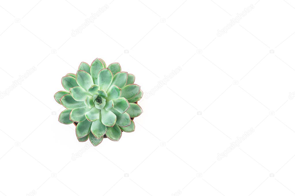 Close up of beautiful green succulent isolated on white background. Flat lay, top view, copy space.