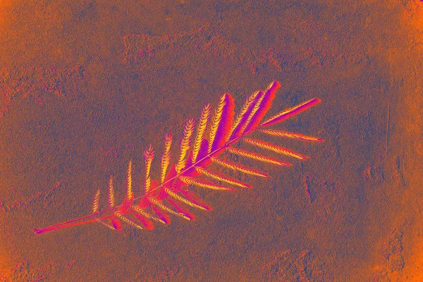 Прекрасна пальмова гілка дерева з дрібними листям і візерунком тіні на червоно-рожевому корал-неоновому фоні. Ефект Дуотона, Копіювати простір. Тропічне листя. Вид зверху — стокове фото