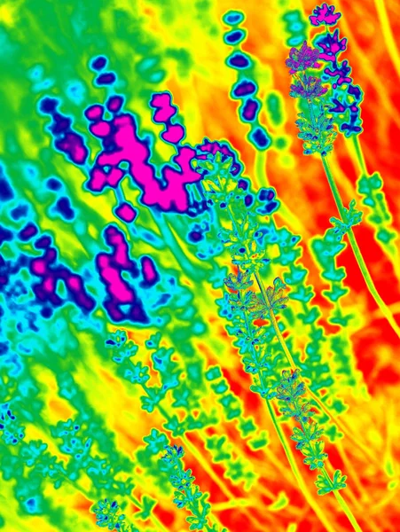 Модний дизайн, характер і фону концепція світиться неоновий ефект двофарбових зображень у квіти лаванди полях в Провансі гір. Світла сітка пейзажі. Крупним планом. — стокове фото