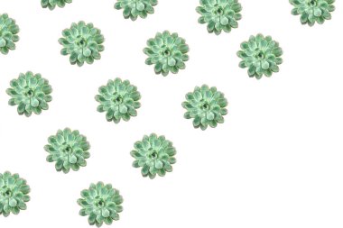 Beyaz arka plan üzerinde güzel yeşil sulu desen. Hediye, kart, doğum günü, tatil, parti, Sevgililer günü, 8 Mart için yaratıcı yaz konsepti. Uzay kopyalayın. En az stil, düz yatıyordu, en iyi görünümü.