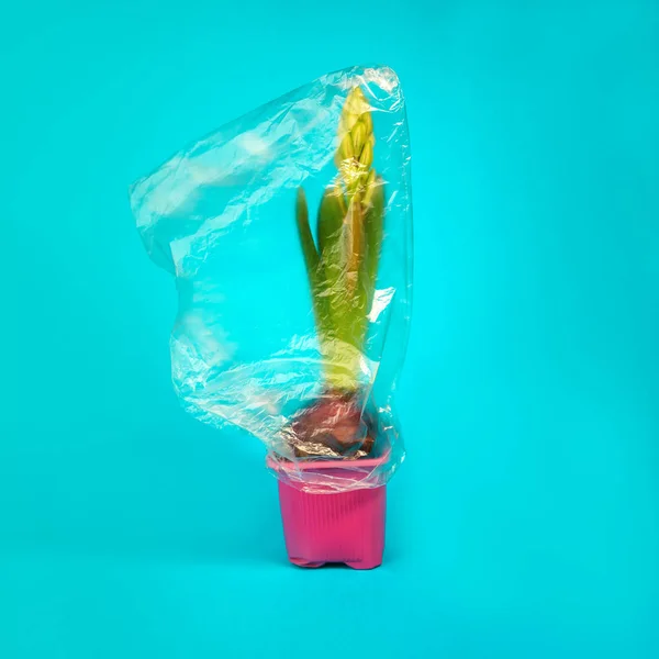 The concept of World Environment Day - Plastic Free. Plastic bag is put on a hyacinth flower as a symbol of life and nature. The concept of saving the environment, pollution. Blue background for copy