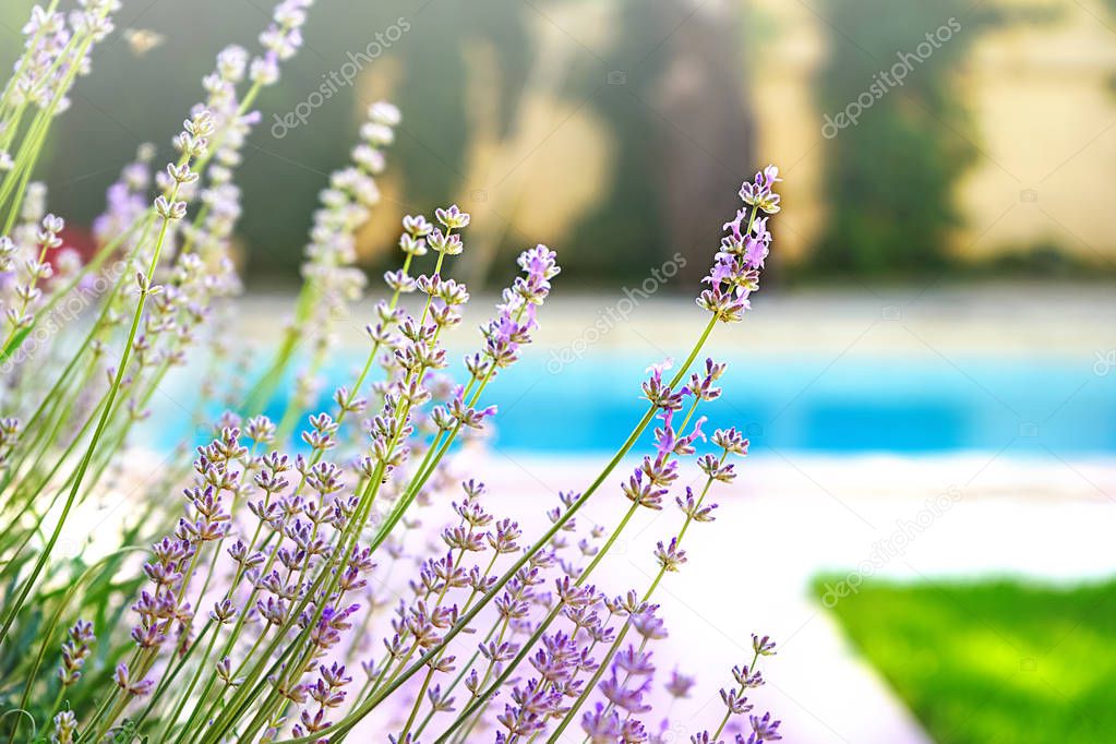 Selective focus on lavender flower in flower garden in green grass under the beautiful house and blue water of swimming pool. lavender flowers lit by sunligh.