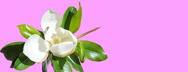 Gyönyörű magnolia flower bud trendi rózsaszín háttér. Tavaszi-nyári fogalom-val fehér magnolia virágzás. szelektív összpontosít, másol hely — Stock Fotó