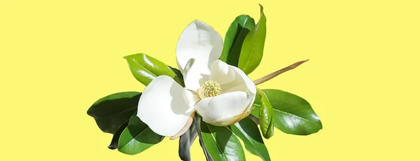 Gyönyörű magnolia flower bud divatos neon sárga háttéren. Tavaszi-nyári fogalom-val fehér magnolia virágzás. szelektív összpontosít, másol hely — Stock Fotó