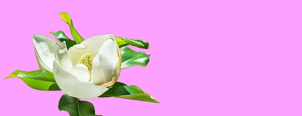 Gyönyörű magnolia flower bud trendi rózsaszín háttér. Tavaszi — Stock Fotó