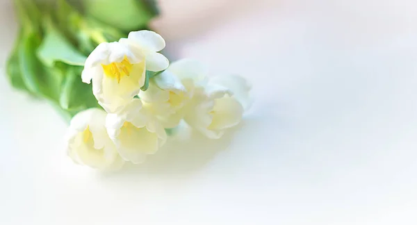 Spring white tulip flower close-up in soft lighting  on white background. Selective focus. Soft and gentle spring tulip flower. Tulip wallpaper. Concept for gift Valentines day, birthday, 8 March.