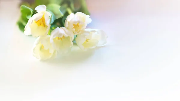 Våren vit tulip flower närbild i mjuk belysning på vit bakgrund. Selektivt fokus. Mjuk och mild tulip vårblomma. Tulip tapet. Koncept för present alla hjärtans dag, födelsedag, 8 mars. — Stockfoto