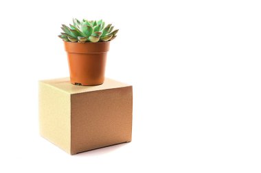 Güzel yeşil etli beyaz arka plan üzerinde izole.