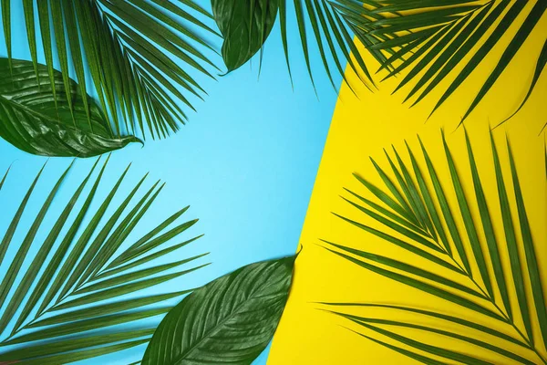 Foglie di palma verde tropicale su sfondo colorato. Colori giallo e blu . — Foto Stock