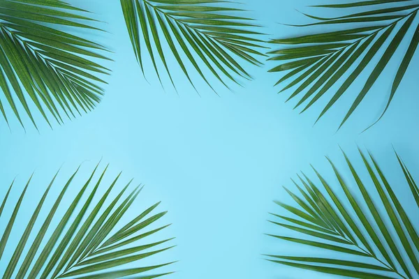 Folhas de palma verde tropical no fundo azul . — Fotografia de Stock