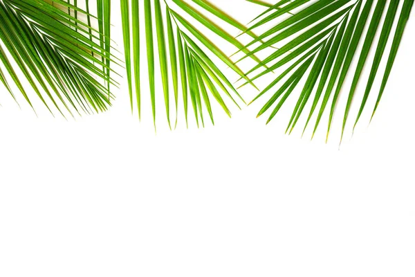 Tropical green palm leaves on white background. Isolated — Stock Photo, Image