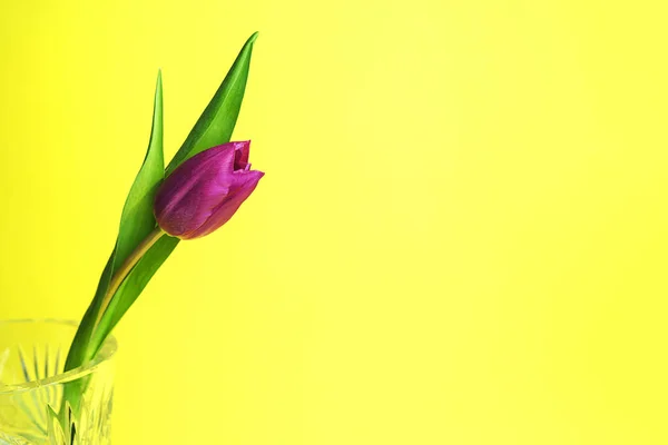 Rosa eller lila tulpanblomma. Påsk eller alla hjärtans dag Gratulations kort. Isolerad på gul bakgrund. — Stockfoto