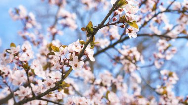 Elma ağacı çiçek çiçek, sıcak güneş ışığı mavi gökyüzü arka plan üzerinde çiçek bahar.