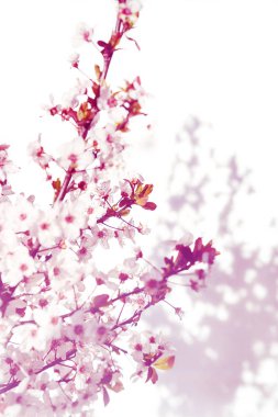 Sabah güneş ve gölge, bulanık güneş ışığı beyaz, pembe çiçek çiçek açan ağacıyla. Yumuşak odak. Bahar çiçeği çiçek arka plan.