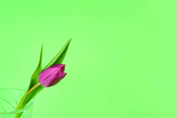 Rosa eller lila tulpan blomma. Påsk eller alla hjärtans dag gratulationskort. Isolerad på grön bakgrund. — Stockfoto