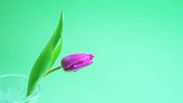 Rózsaszín vagy lila tulipán virág. Húsvéti vagy a Valentin napi üdvözlőkártya. Elszigetelt zöld háttér. — Stock Fotó