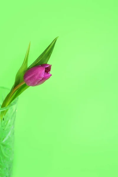 Rózsaszín vagy lila tulipán virág. Húsvéti vagy a Valentin napi üdvözlőkártya. Elszigetelt zöld háttér. — Stock Fotó