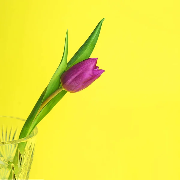 Rosa eller lila tulpanblomma. Påsk eller alla hjärtans dag Gratulations kort. Isolerad på gul bakgrund. — Stockfoto