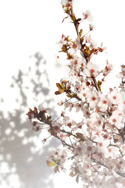 Árbol floreciente con flores blancas y rosadas bajo el sol de la mañana y la sombra, luz borrosa del sol. Foco suave. Primavera flor flor fondo . — Foto de Stock