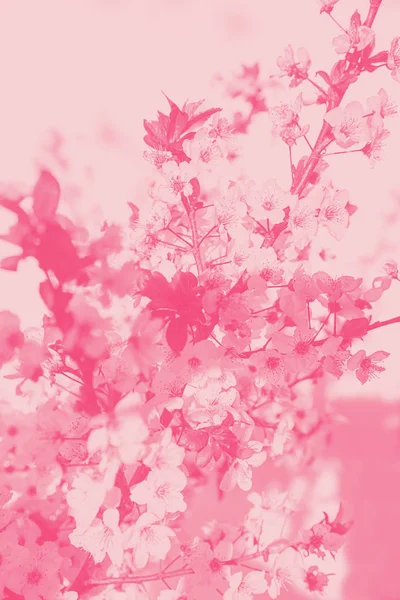 Árbol floreciente con flores blancas y rosadas bajo el sol de la mañana y la sombra, luz borrosa del sol. Foco suave. Primavera flor flor fondo . — Foto de Stock