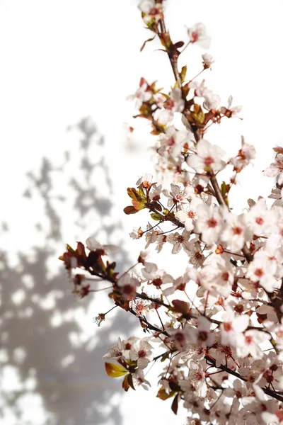 Blühender Baum mit weißen, rosa Blüten in Morgensonne und Schatten, verschwommenes Sonnenlicht. Weichzeichner. Frühling Blüte Blume Hintergrund. — Stockfoto