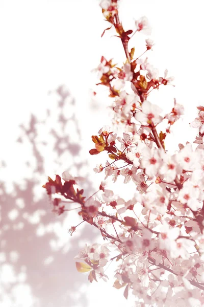 Blühender Baum mit weißen, rosa Blüten in Morgensonne und Schatten, verschwommenes Sonnenlicht. Weichzeichner. Frühling Blüte Blume Hintergrund. — Stockfoto