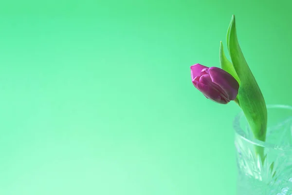 Rosa eller lila tulpan blomma. Påsk eller alla hjärtans dag gratulationskort. Isolerad på grön bakgrund. — Stockfoto