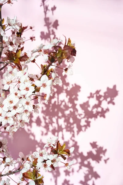 Blühender Baum mit weißen, rosa Blüten in Morgensonne und Schatten, verschwommenes Sonnenlicht. Weichzeichner. Frühling Blüte Blume Hintergrund. — Stockfoto