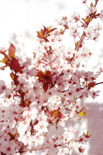 Blühender Baum mit weißen, rosa Blüten in Morgensonne und Schatten, verschwommenes Sonnenlicht. Weichzeichner. Frühling Blüte Blume Hintergrund. — Stockfoto