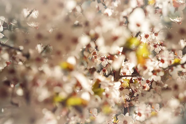 Kwitnące drzewo z białe, różowe kwiaty w rano słońce i cień, niewyraźne światło słoneczne. Soft focus. Wiosna blossom kwiat tło. — Zdjęcie stockowe