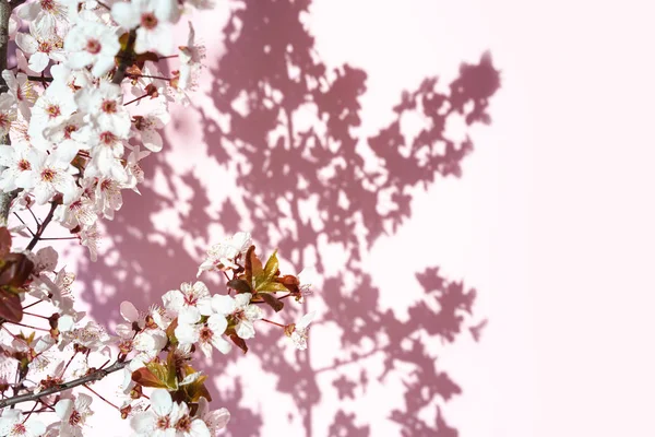 Blühender Baum mit weißen, rosa Blüten in Morgensonne und Schatten, verschwommenes Sonnenlicht. Weichzeichner. Frühling Blüte Blume Hintergrund. — Stockfoto