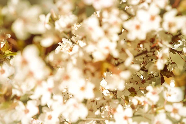 Blommande träd med vita, rosa blommor i morgonsolen och skugga, suddig solljus. Mjukt fokus. Våren blomma blomma bakgrund. — Stockfoto