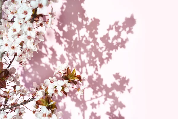 Sabah güneş ve gölge, bulanık güneş ışığı beyaz, pembe çiçek çiçek açan ağacıyla. Yumuşak odak. Bahar çiçeği çiçek arka plan. — Stok fotoğraf