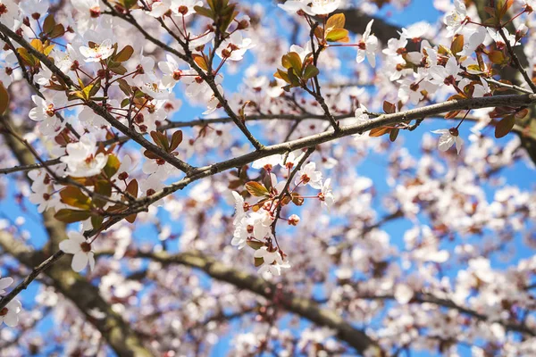 Printemps des fleurs de pommier en fleur, la floraison dans la lumière du soleil chaud sur fond de ciel bleu . — Photo