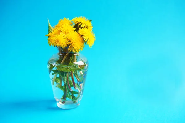 Žlutá pampeliška. Zblízka Pampeliška květin na modrém pozadí. — Stock fotografie