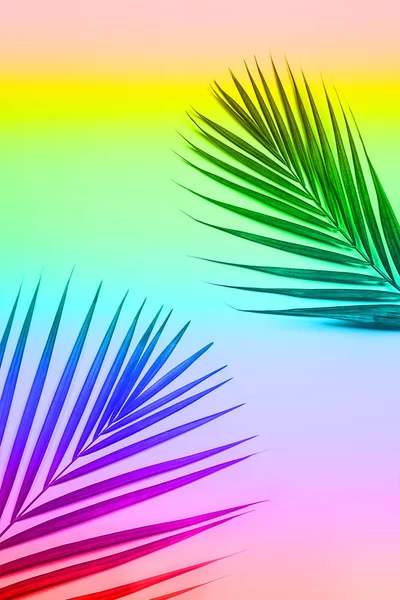 Hojas de palma verde tropical sobre fondo colorido . —  Fotos de Stock