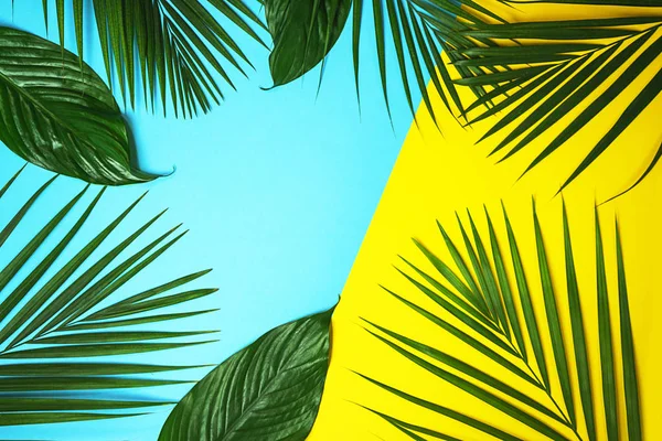Tropical folhas de palma verde sobre fundo colorido. Cores amarelas e azuis . — Fotografia de Stock
