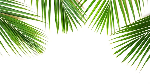 Tropical palm zelené listy na bílém pozadí. Izolovaný — Stock fotografie