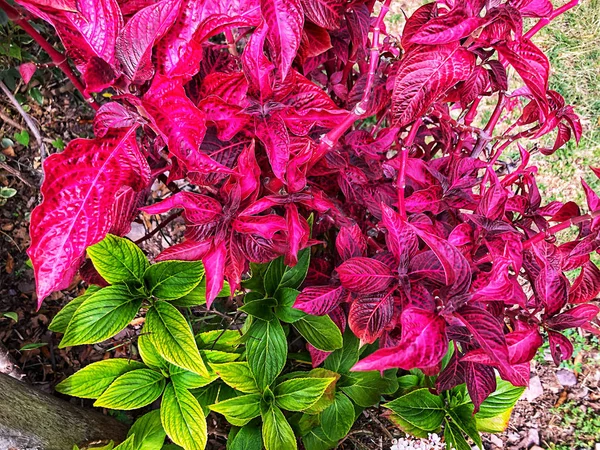 Tropical colorful flower blooming on foliage nature background. Summer concept. — Stock Photo, Image