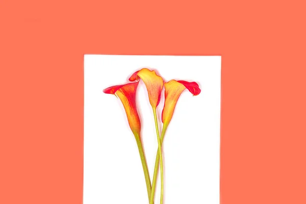 Beautiful red flowers calla lily on trendy coral color year on white background, isolated. — Stock Photo, Image